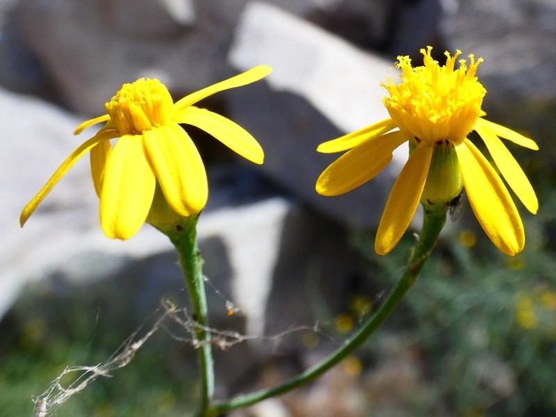 Senecio ctenophyllus photo 4