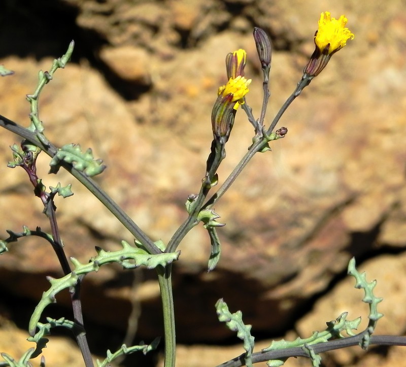 Senecio ctenophyllus photo 5