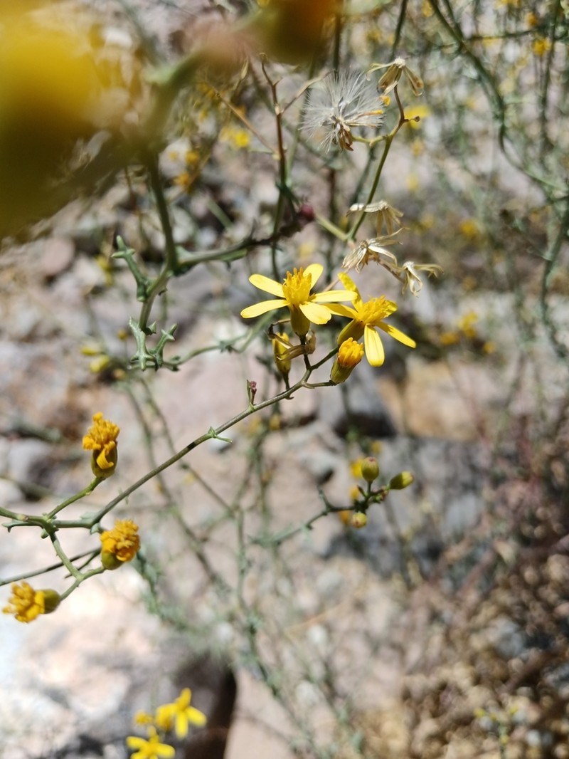 Senecio ctenophyllus photo 6