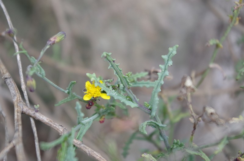 Senecio ctenophyllus photo 7