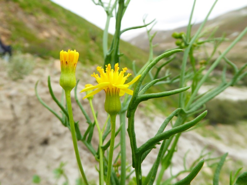 Senecio ctenophyllus photo 8