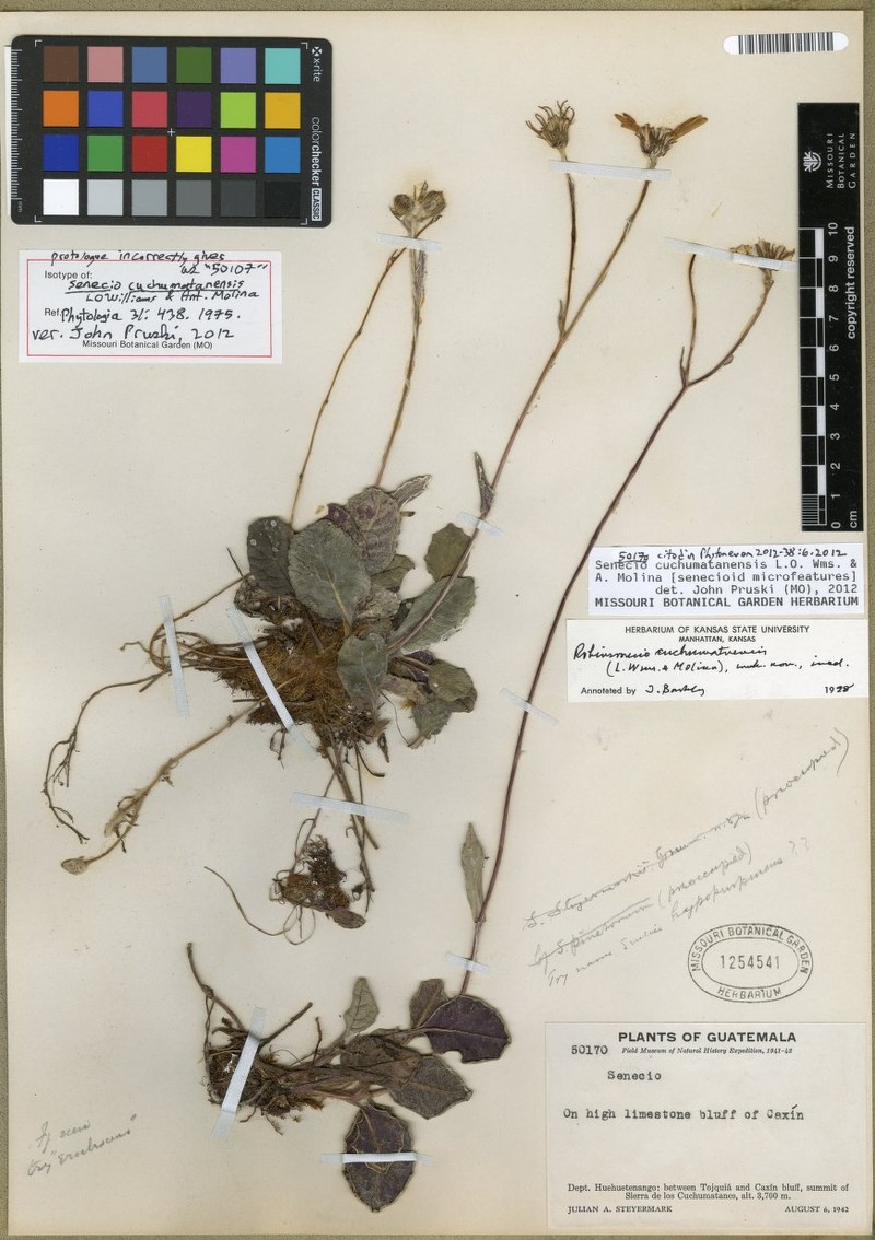 Senecio cuchumatanensis