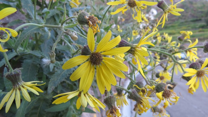 Senecio cumingii