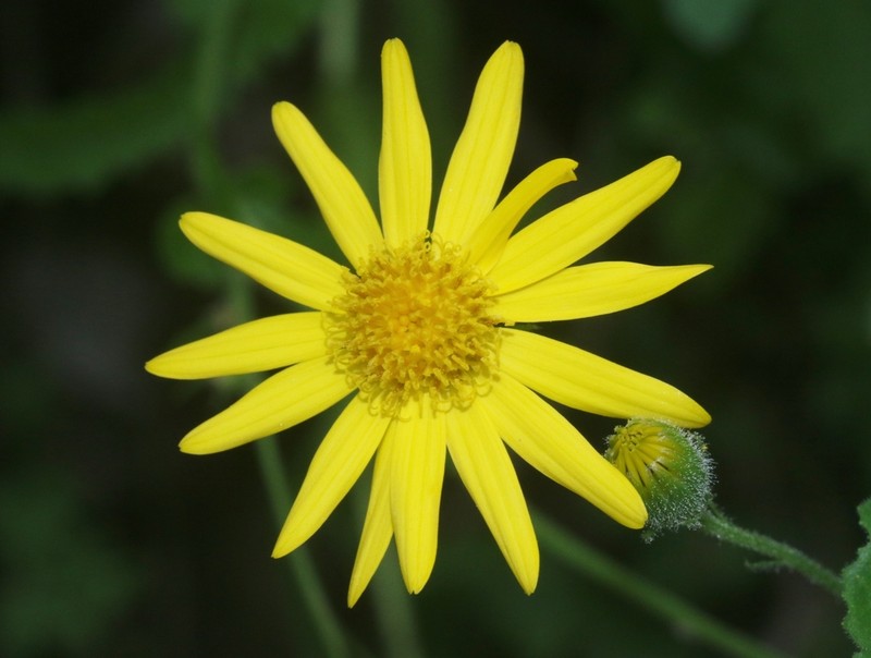 Senecio cumingii photo 2