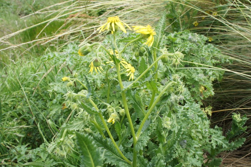 Senecio cumingii photo 3