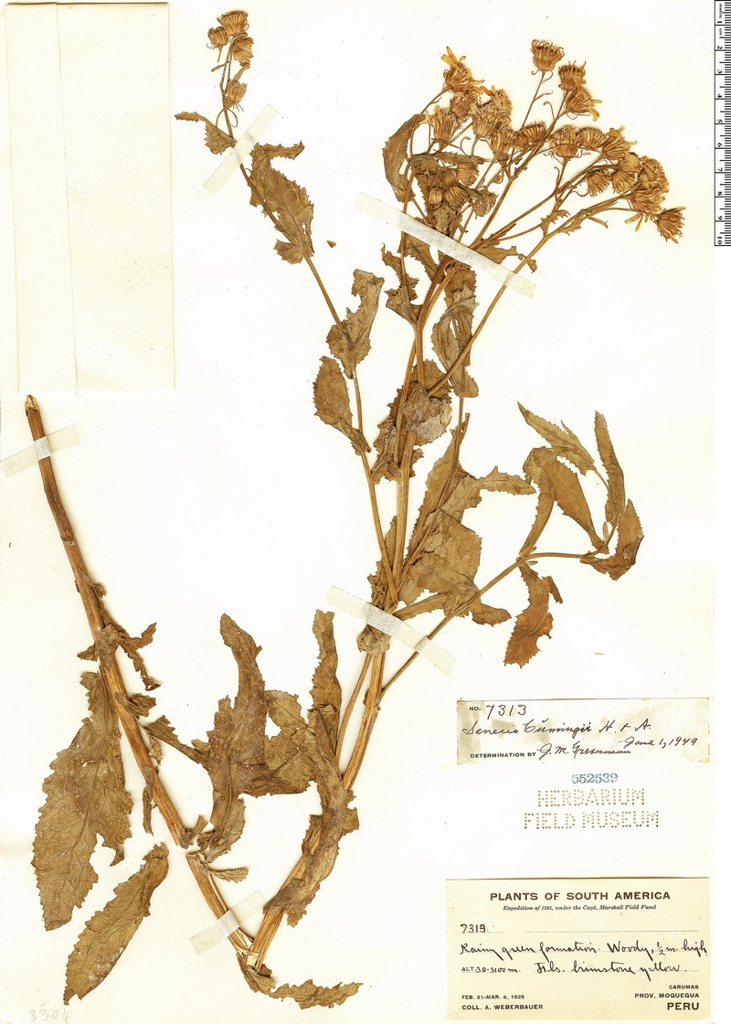 Senecio cumingii photo 4
