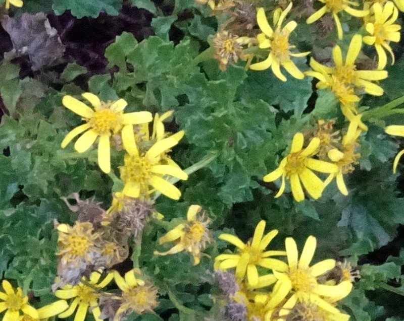 Senecio cuneatus