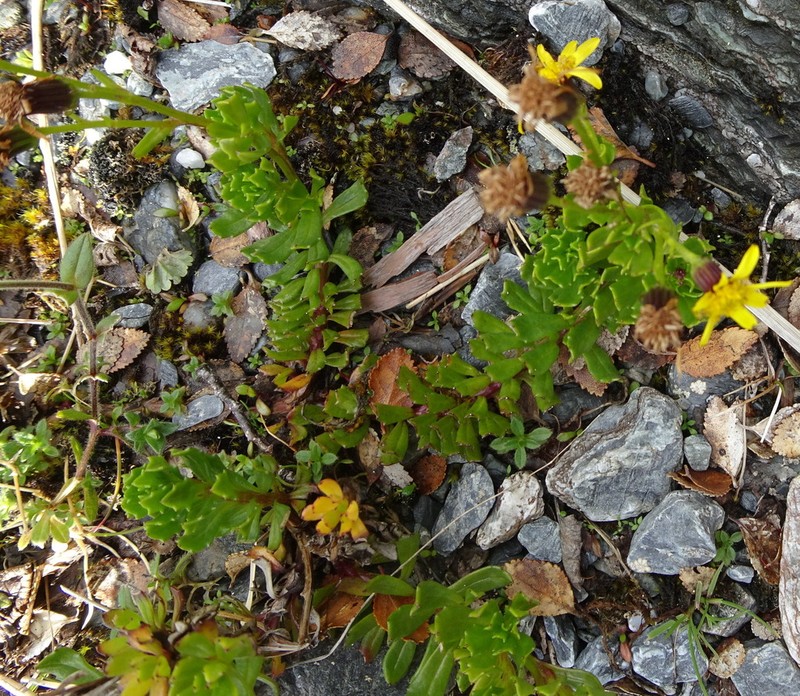 Senecio cuneatus photo 2