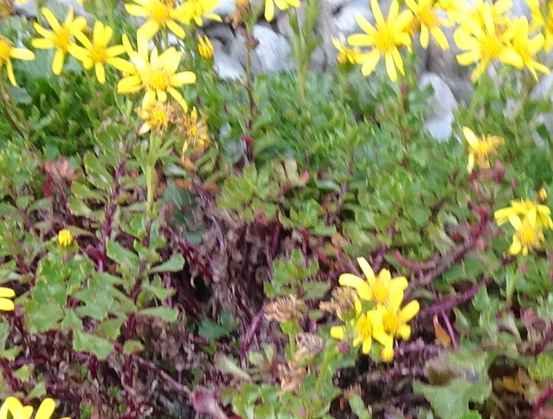 Senecio cuneatus photo 3
