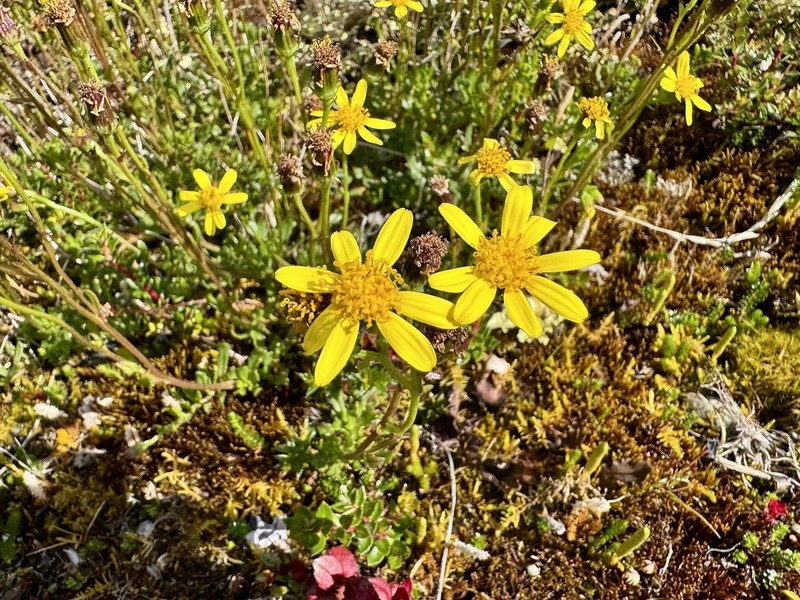 Senecio cuneatus photo 4