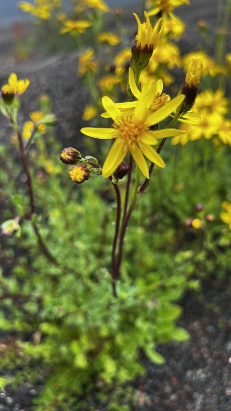 Senecio cuneatus photo 5
