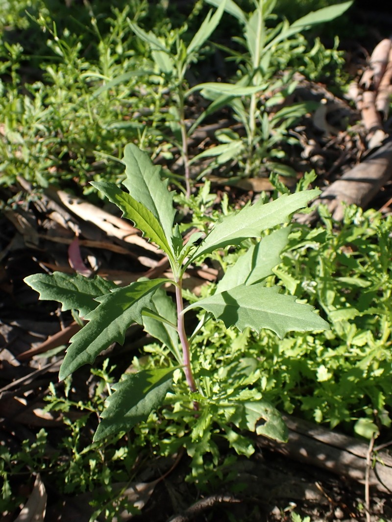 Senecio cunninghamii