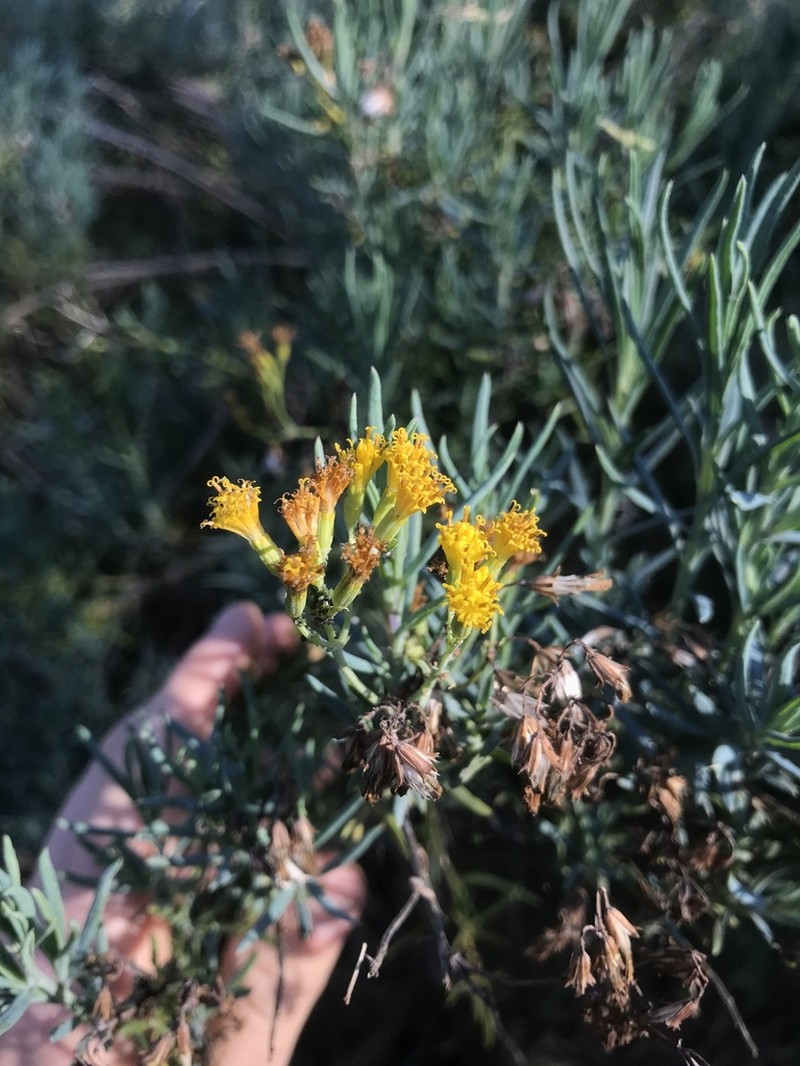 Senecio cunninghamii photo 2