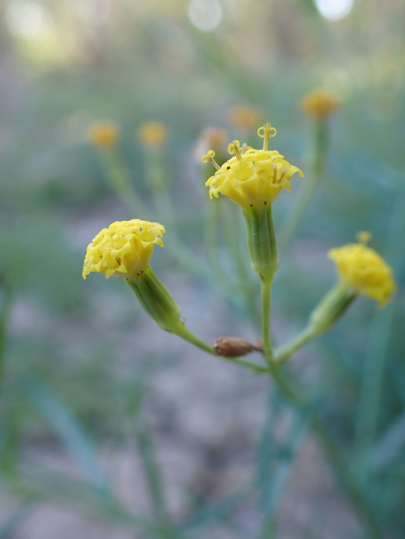 Senecio cunninghamii photo 3