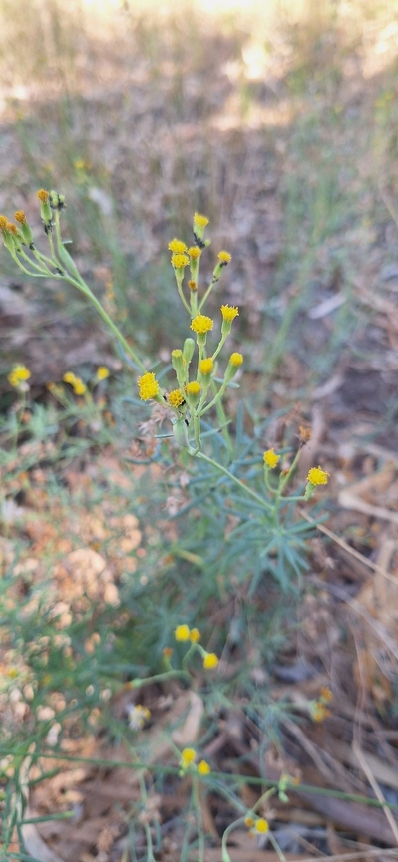 Senecio cunninghamii photo 5