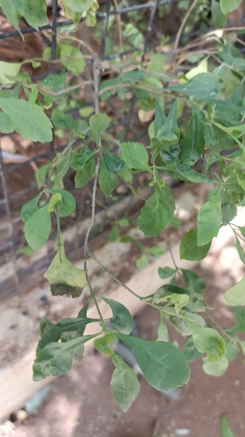 Senecio cunninghamii photo 6