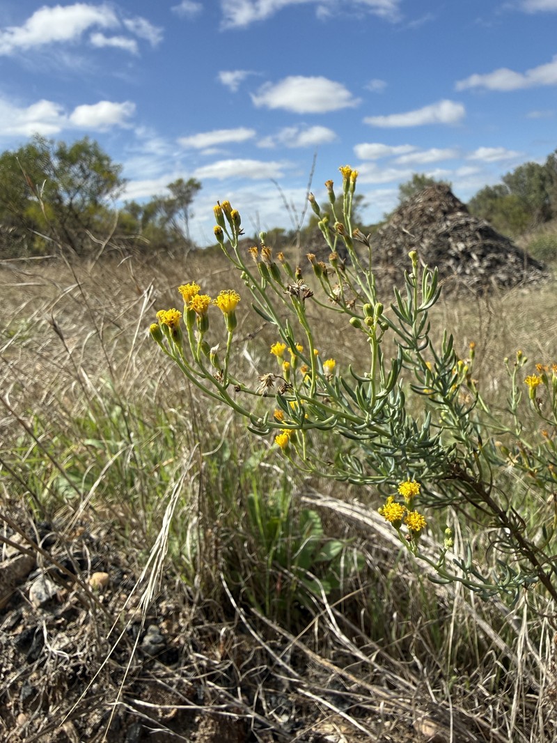 Senecio cunninghamii var. cunninghamii