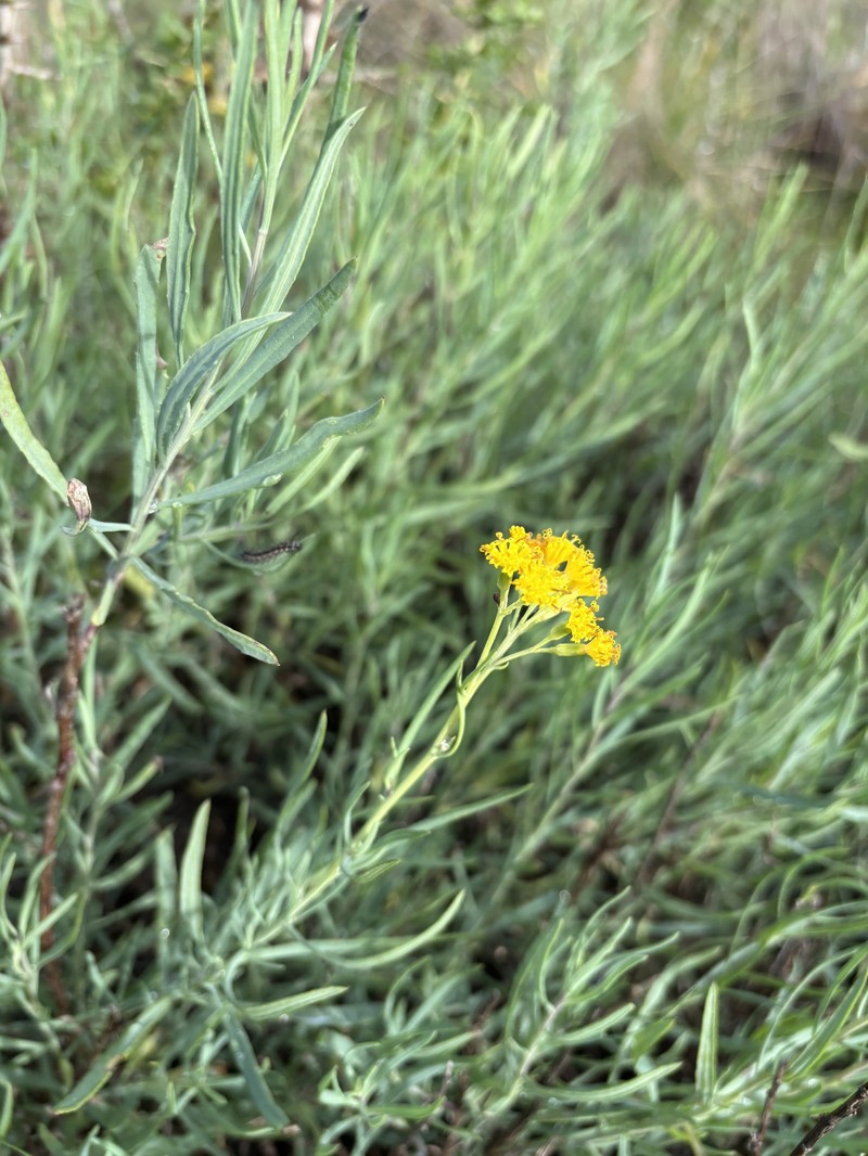 Senecio cunninghamii var. cunninghamii photo 2