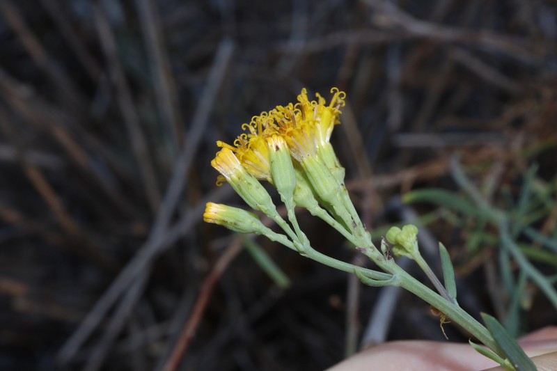 Senecio cunninghamii var. cunninghamii photo 3