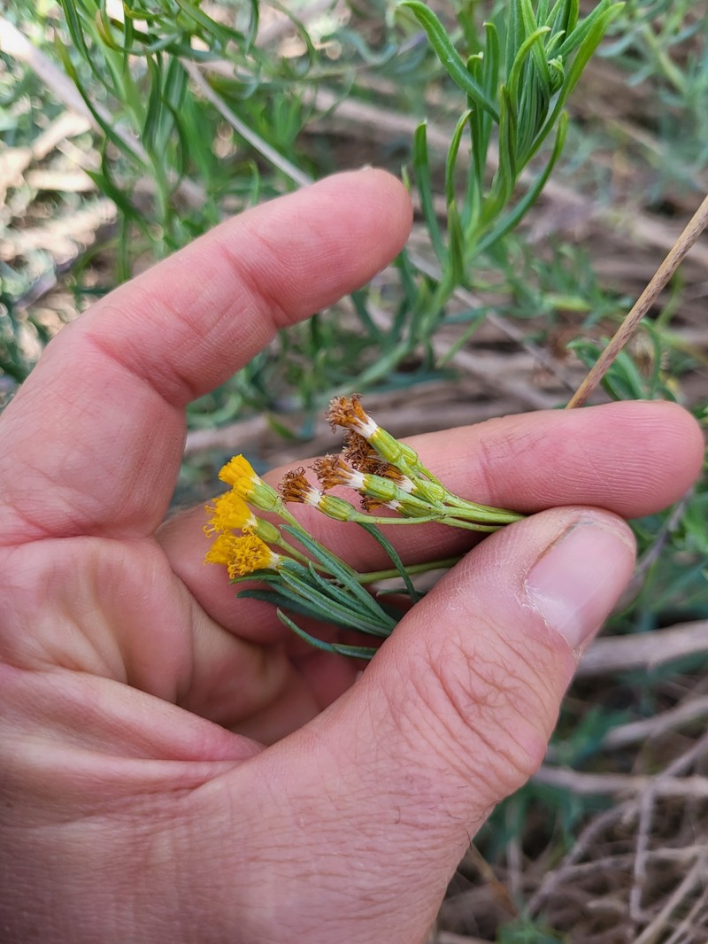 Senecio cunninghamii var. cunninghamii photo 4