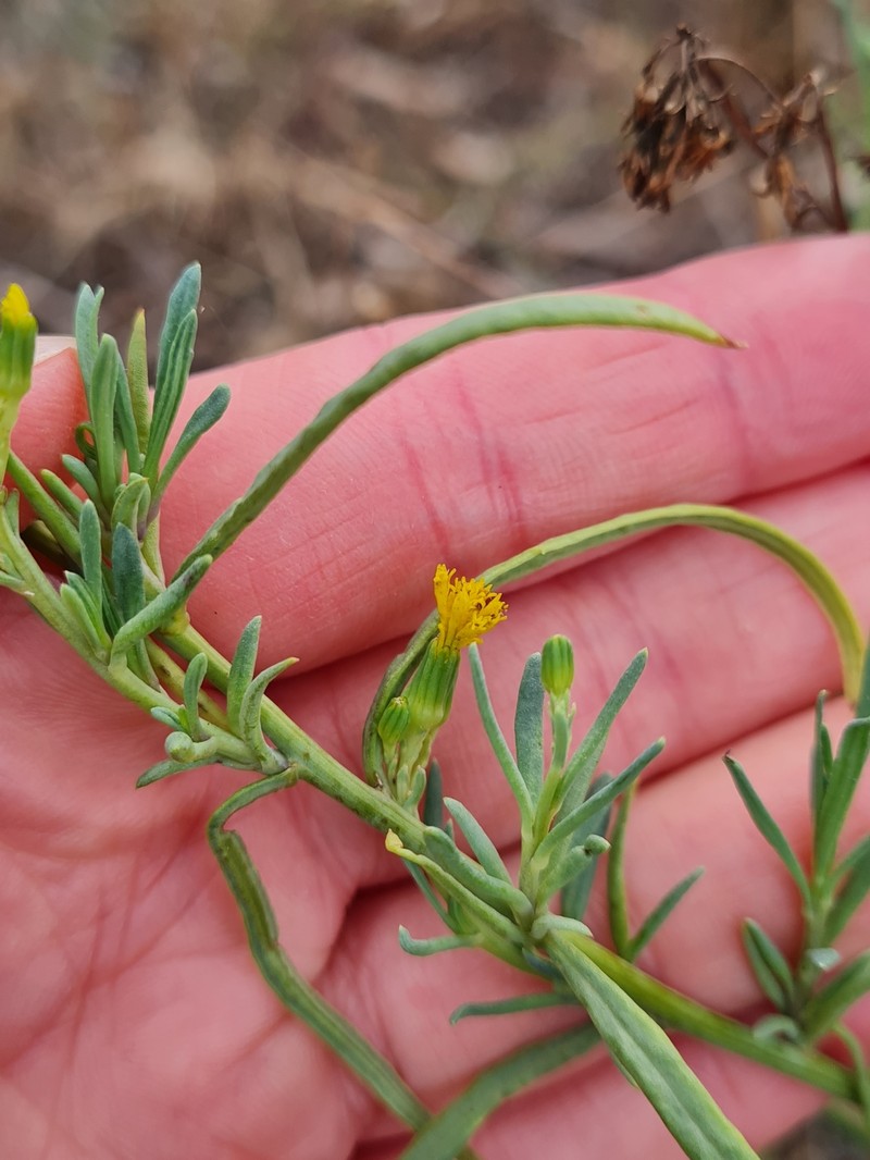 Senecio cunninghamii var. cunninghamii photo 5