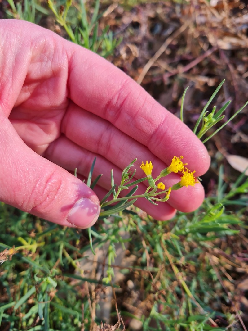 Senecio cunninghamii var. cunninghamii photo 6