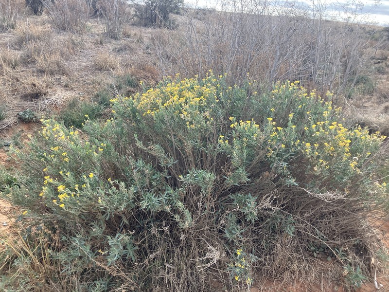 Senecio cunninghamii var. cunninghamii photo 8