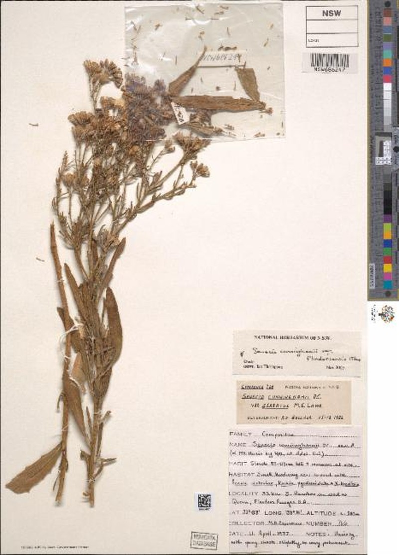 Senecio cunninghamii var. flindersensis