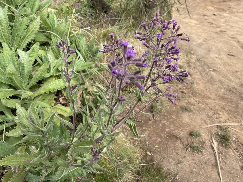 Senecio cyaneus photo 2