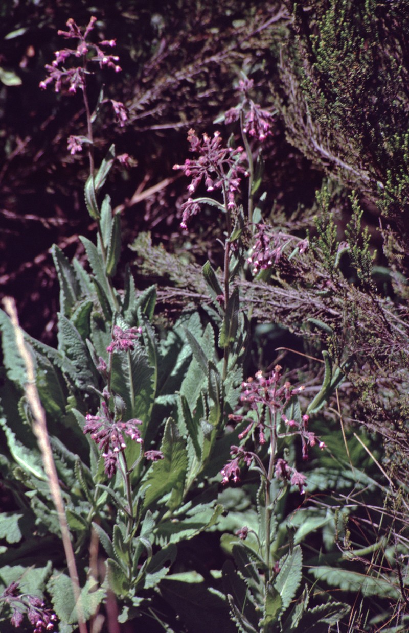 Senecio cyaneus photo 3