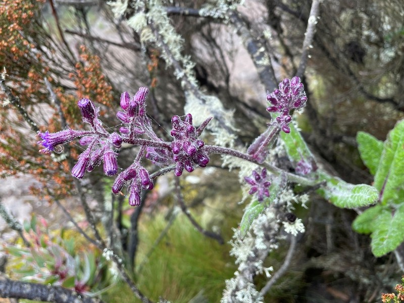 Senecio cyaneus photo 4