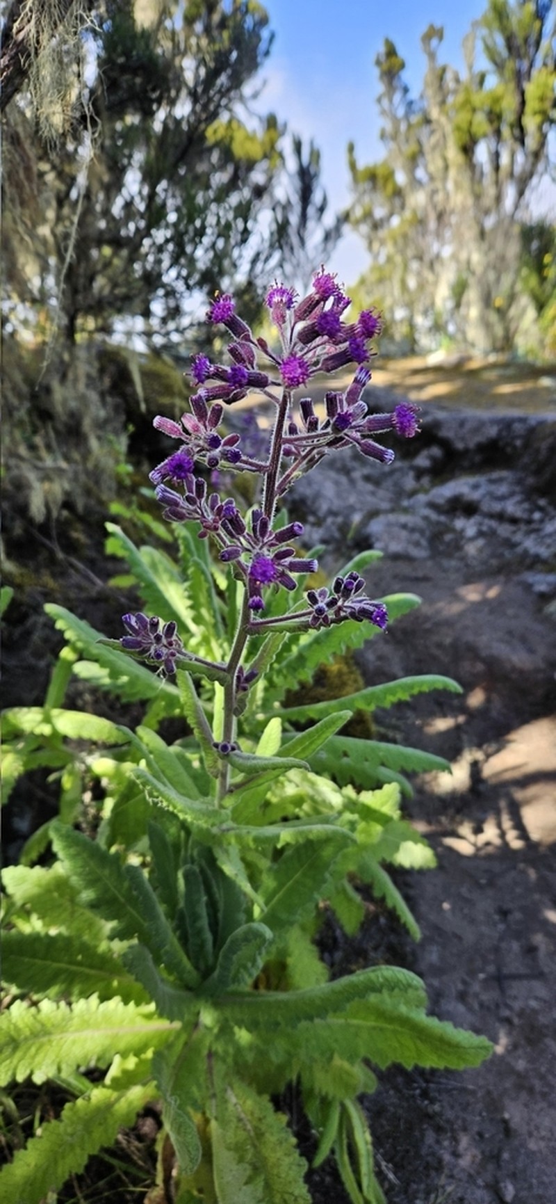 Senecio cyaneus photo 6