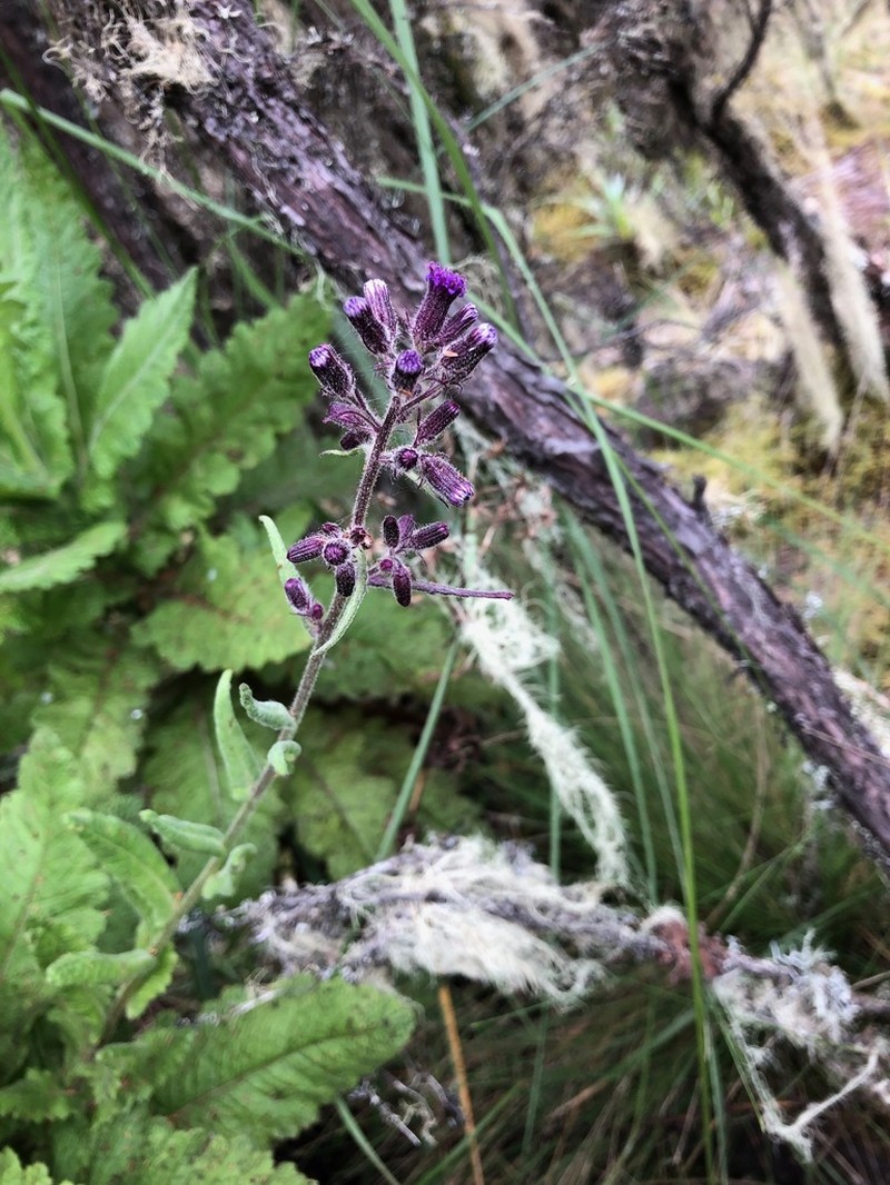 Senecio cyaneus photo 7