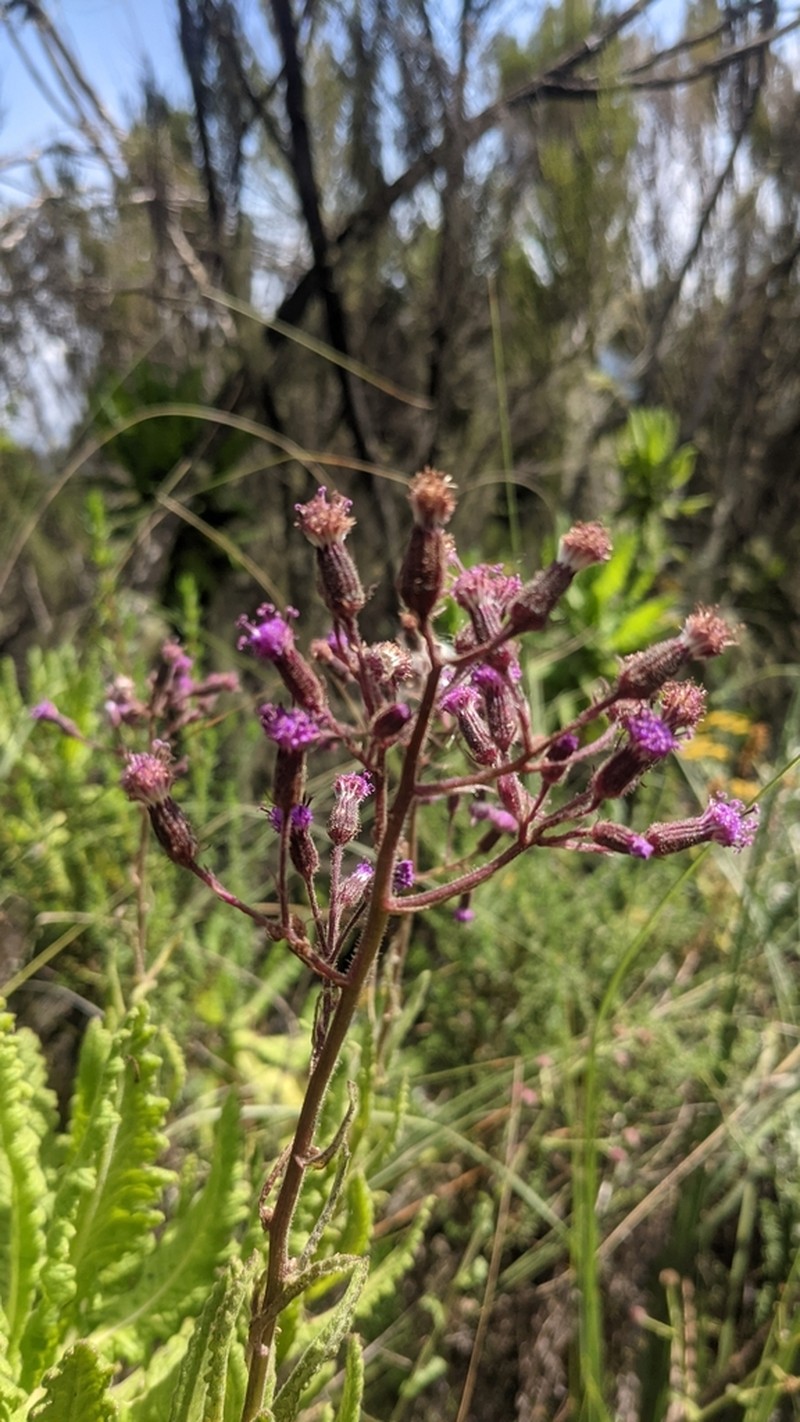 Senecio cyaneus photo 8