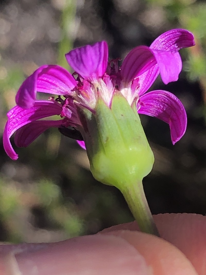 Senecio cymbalariifolius