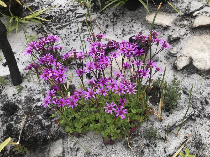 Senecio cymbalariifolius photo 2