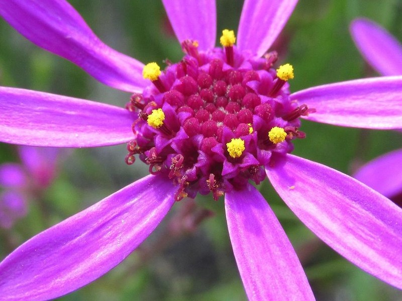 Senecio cymbalariifolius photo 3