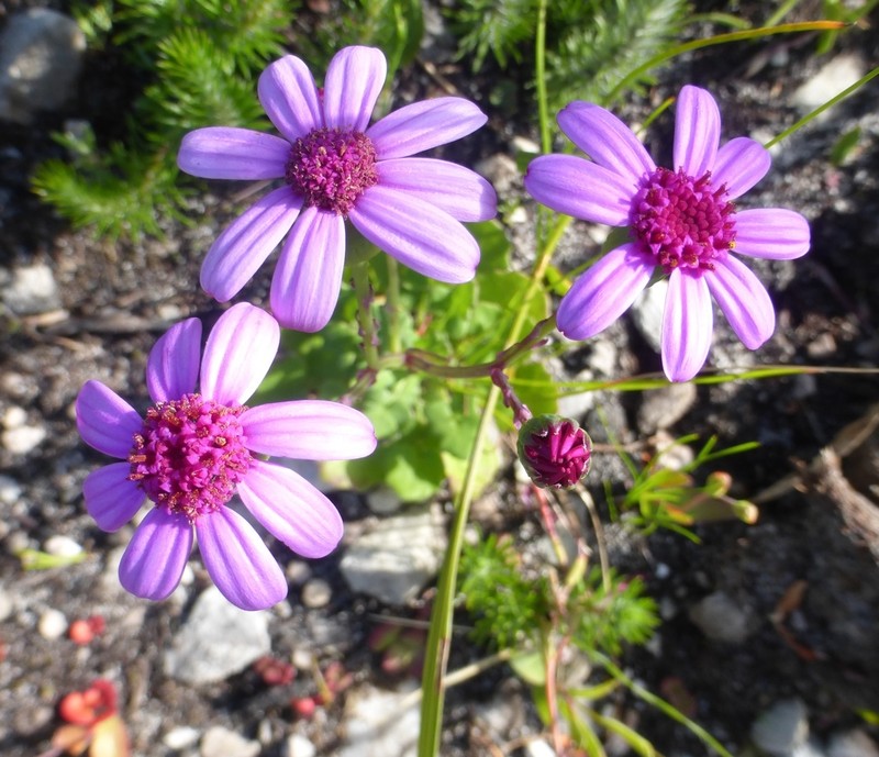 Senecio cymbalariifolius photo 4