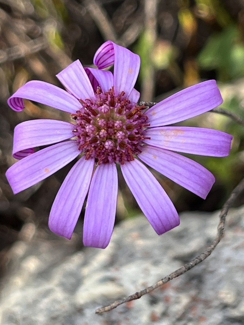 Senecio cymbalariifolius photo 5
