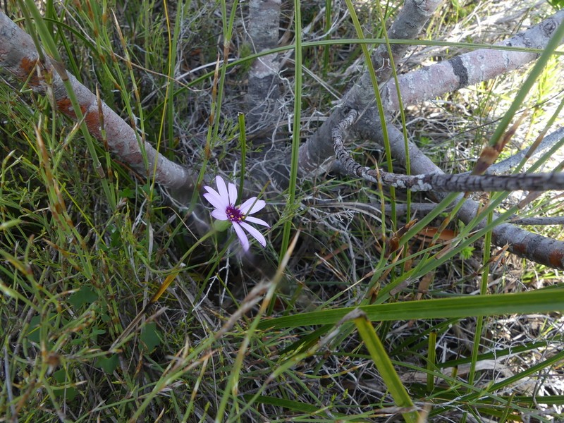 Senecio cymbalariifolius photo 7