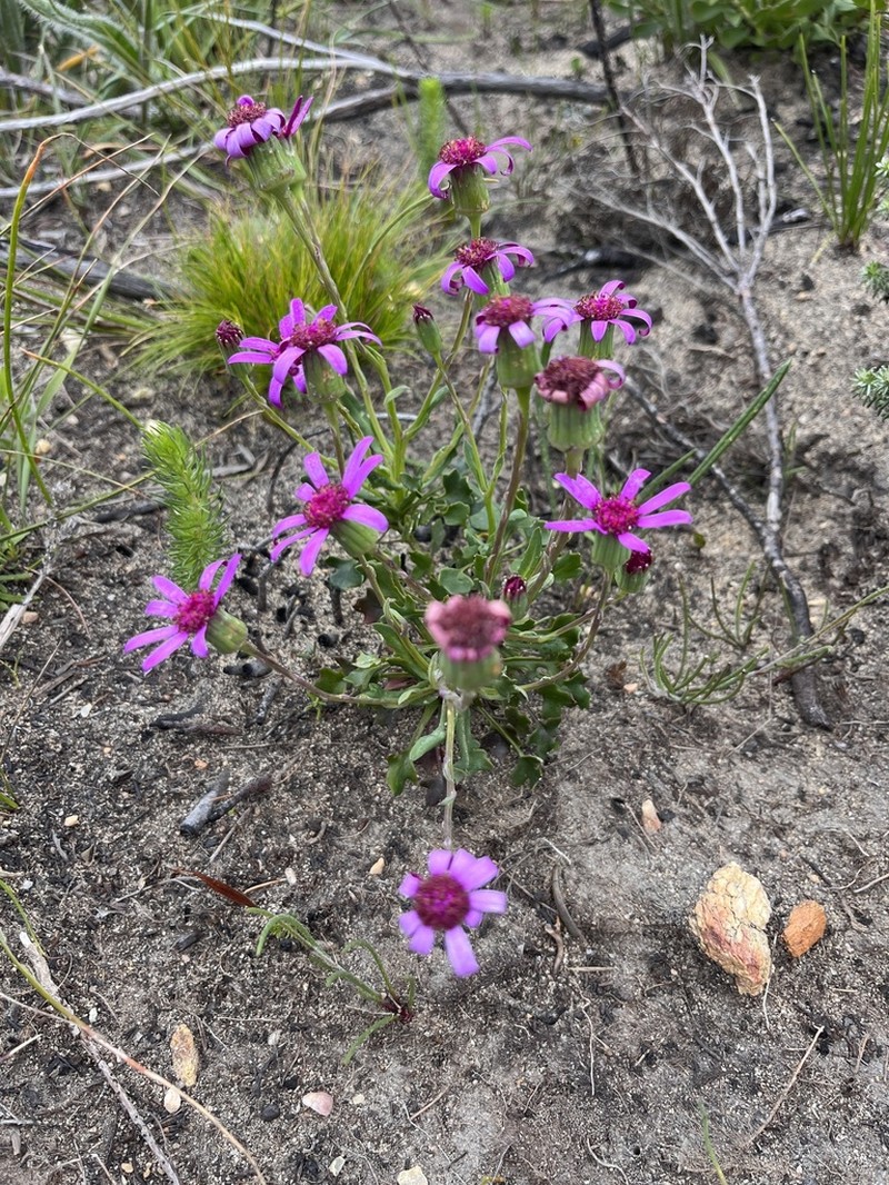 Senecio cymbalariifolius photo 8