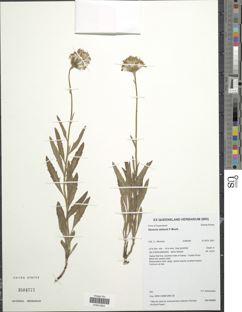 Senecio daltonii