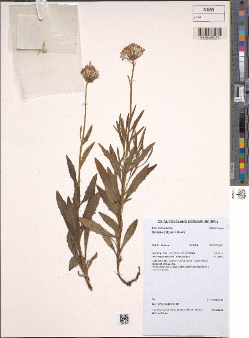 Senecio daltonii photo 2