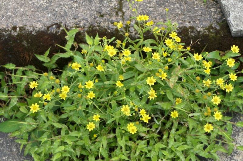 Senecio dalzellii photo 3