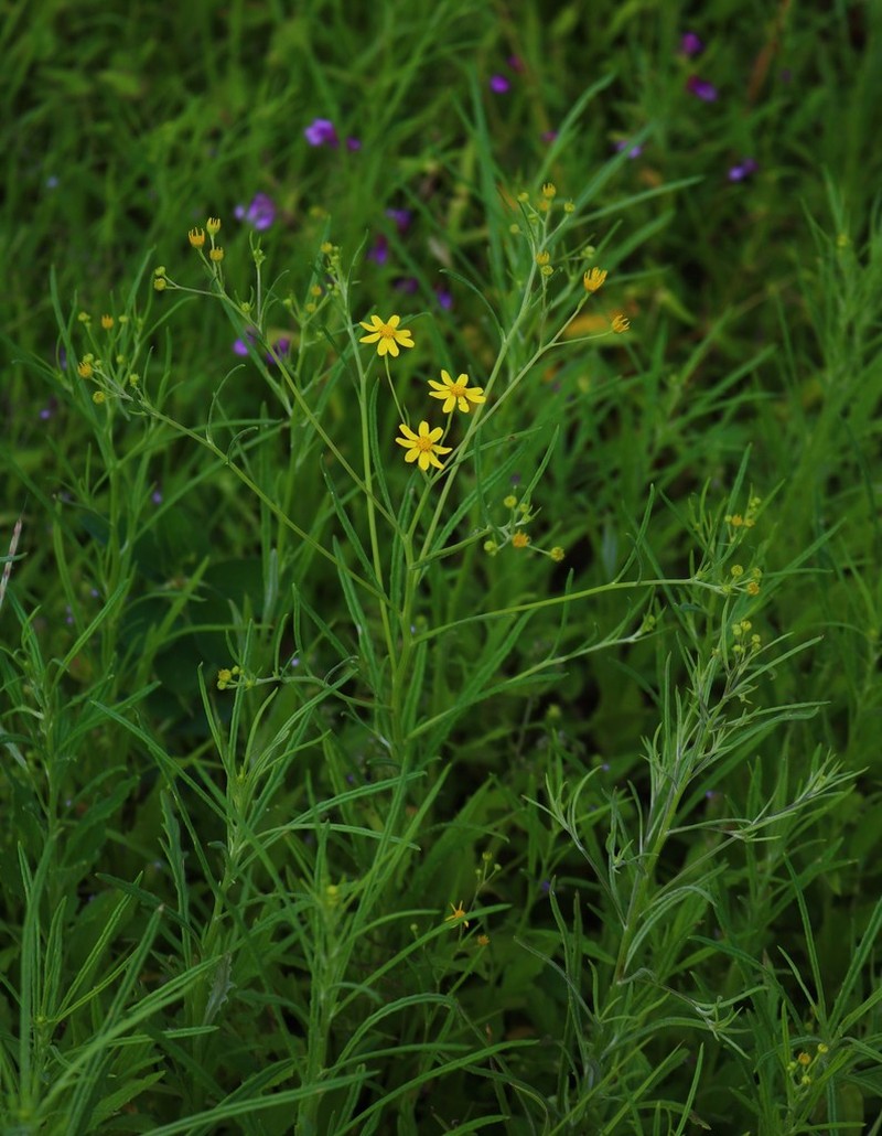 Senecio dalzellii photo 4
