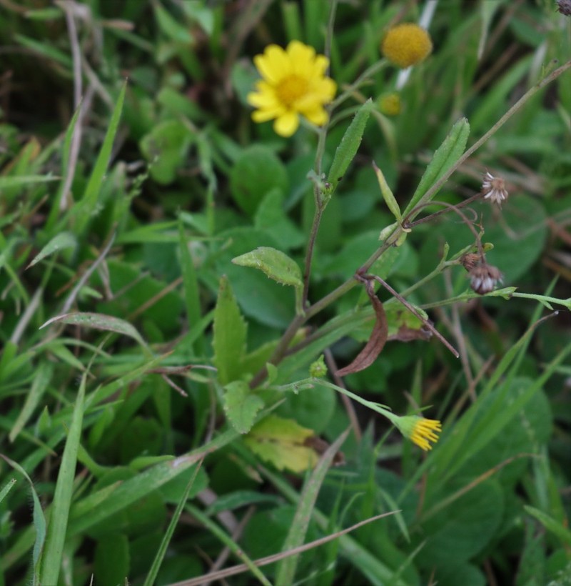 Senecio dalzellii photo 6