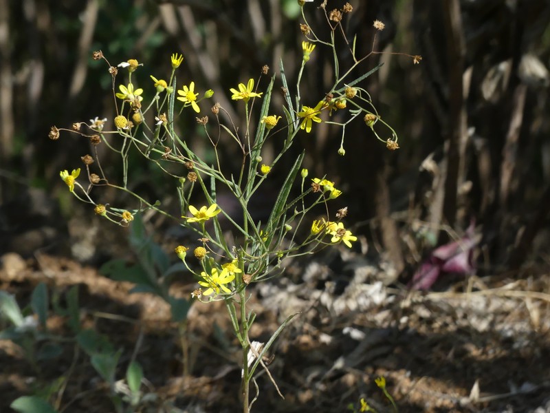 Senecio dalzellii photo 7