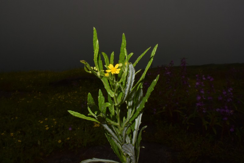 Senecio dalzellii photo 8