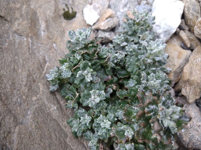 Senecio darwinii