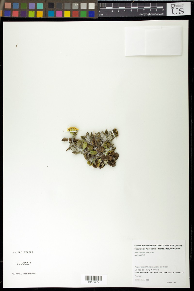 Senecio darwinii photo 2